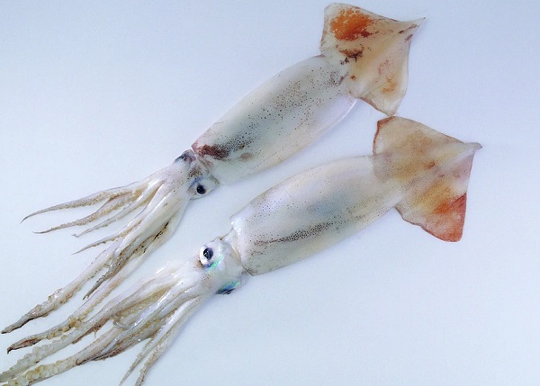 4-22032Q33U3558.jpg 4-22032Q33U3558.jpg