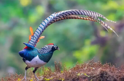 梦见野鸡好不好   做梦梦见野鸡是什么预兆