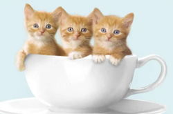 梦见猫 做梦梦见猫是什么预兆 梦见猫好不好