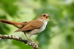 梦见夜莺 做梦梦见夜莺是什么预兆 梦见夜莺好不好