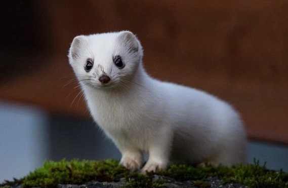 4-22032Q340055H.jpg 4-22032Q340055H.jpg